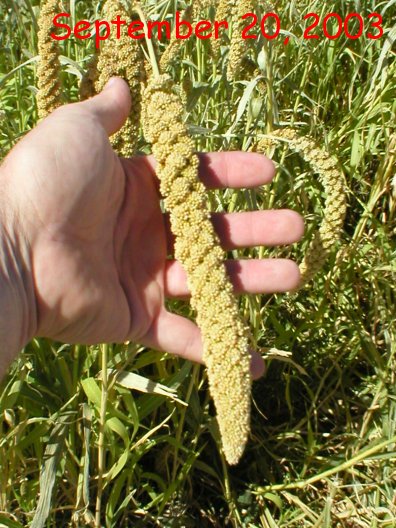 Stalk of Spray Millet