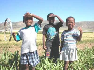 Spray Millet is knee high by the 4th of July