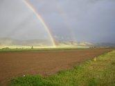 A beautiful growing season for Spray Millet is ahead of us!