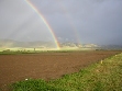 2004 spray millet planting